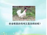 14母鸡（课件）-2021-2022学年语文四年级下册 (1)