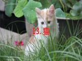 13猫（课件）-2021-2022学年语文四年级下册 (2)