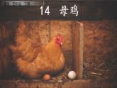 14母鸡（课件）-2021-2022学年语文四年级下册