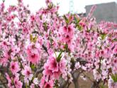 部编人教版语文三年级下册《口语交际 春游去哪儿玩》教学课件PPT优秀课堂课件
