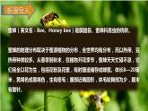 人教版（部编版）语文三年级下册：14蜜蜂课件PPT