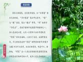 部编版语文三年级下册 3 荷花课件PPT