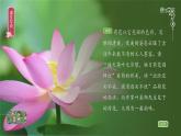 部编版语文三年级下册 3 荷花课件PPT