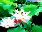 部编版语文三年级下册 3 荷花课件PPT