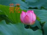 部编版语文三年级下册 3 荷花课件PPT