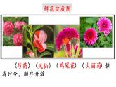 部编版语文四年级下册 2 乡下人家课件PPT