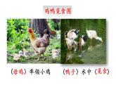 部编版语文四年级下册 2 乡下人家课件PPT