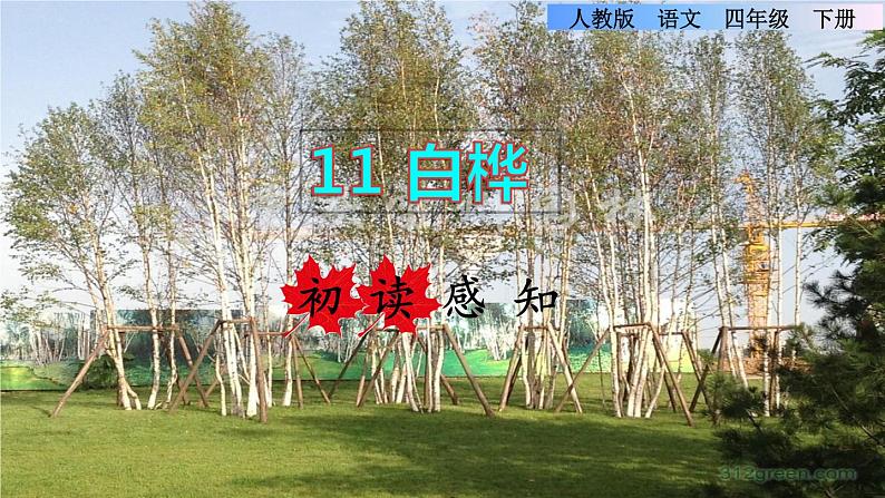 11.白桦初读感知课件第1页