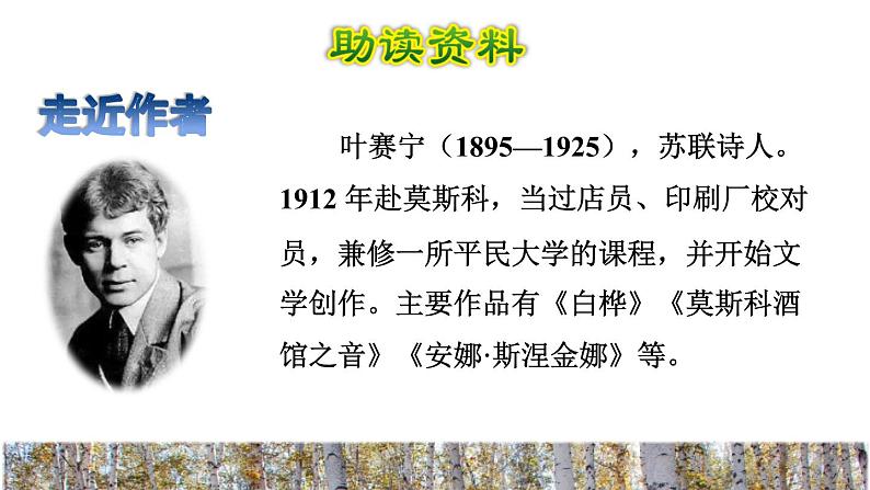 11.白桦初读感知课件第2页