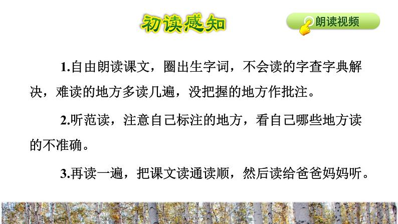11.白桦初读感知课件第4页