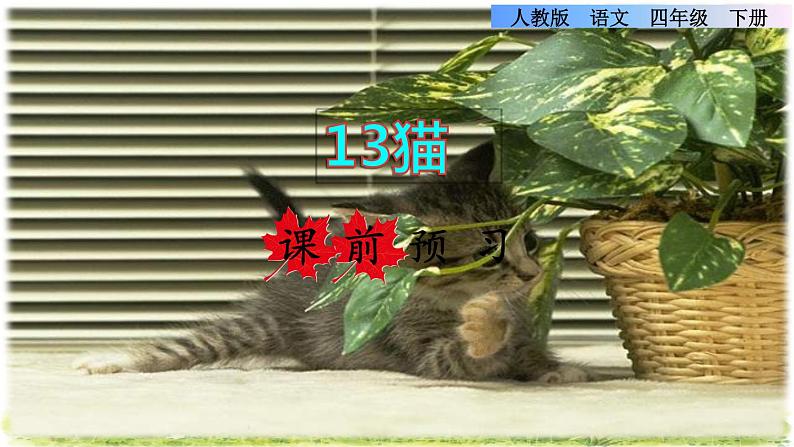 13.猫课前预习课件01