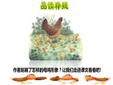 14.母鸡品读释疑课件