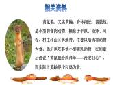 14.母雞課前預(yù)習(xí)課件