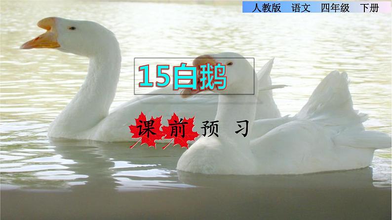 15.白鹅课前预习课件01