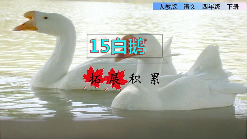 15.白鹅拓展积累课件01