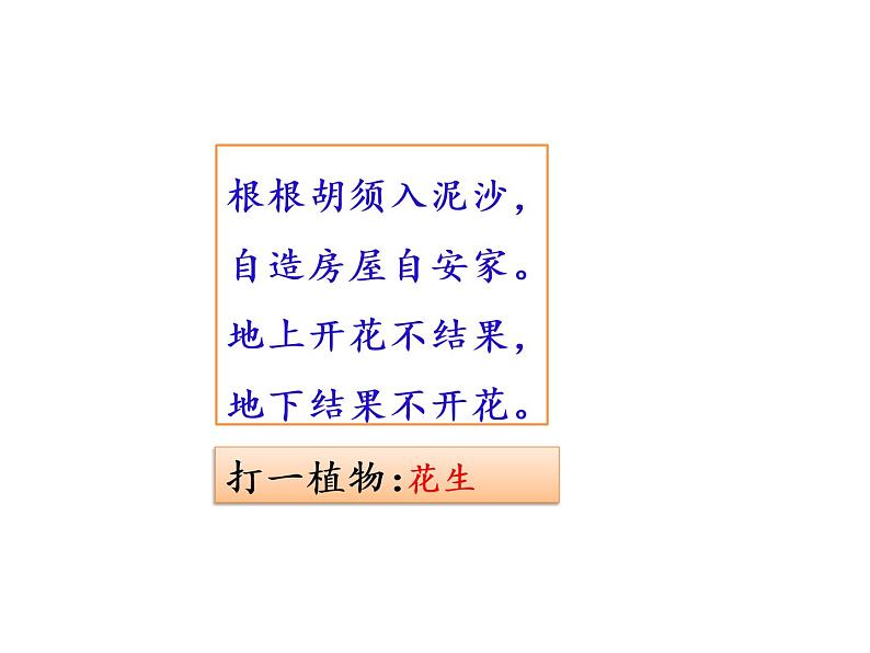 2022年部编语文五年级上册课件2 《落花生》课时课件03