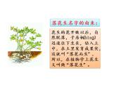 2022年部编语文五年级上册课件2 《落花生》课时课件