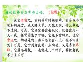 人教版（部編版四五制）小學(xué)語(yǔ)文四年級(jí)下冊(cè)  13.貓  課件