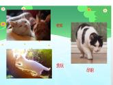 人教版（部編版四五制）小學(xué)語(yǔ)文四年級(jí)下冊(cè)  13.貓  課件