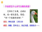 人教版（部編版四五制）小學(xué)語(yǔ)文四年級(jí)下冊(cè)  15 白鵝  課件