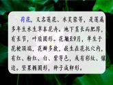 第一单元荷花课件PPT
