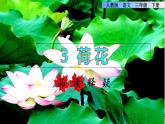 3 荷花品读释疑课件