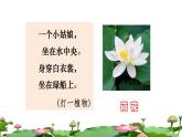 3 荷花初读感知课件