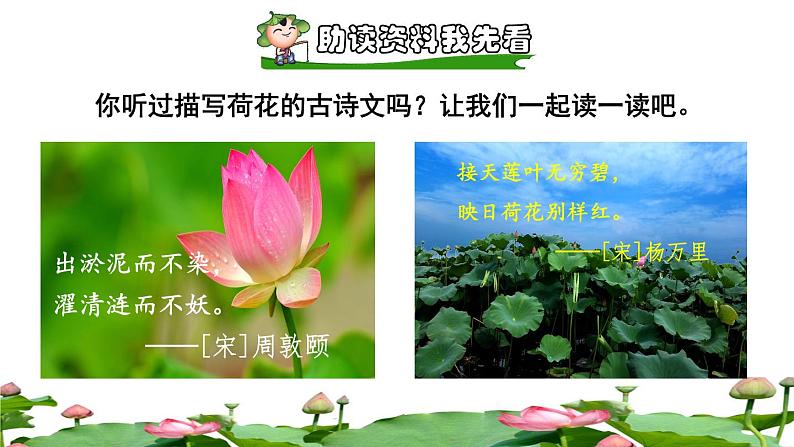 3 荷花课前预习课件02