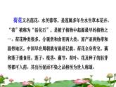 3 荷花课前预习课件