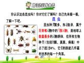 4 昆虫备忘录课前预习课件