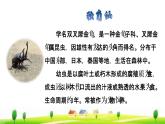 4 昆虫备忘录课前预习课件