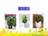 习作：我的植物朋友课件PPT