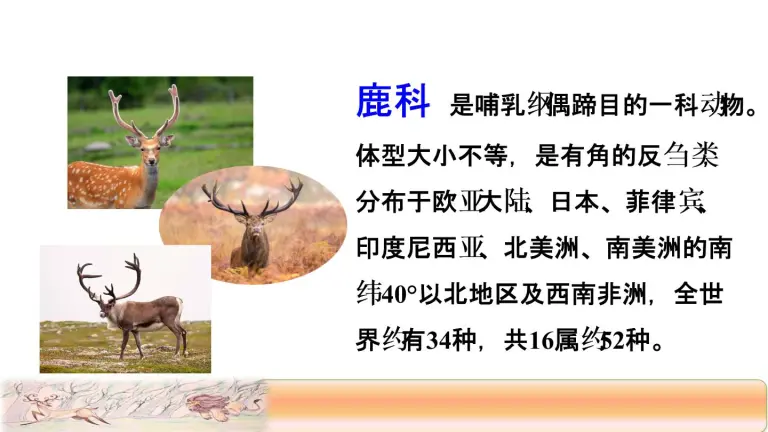 三年级下册7 鹿角和鹿腿课前预习ppt课件 教习网 课件下载