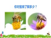 14 蜜蜂初读感知课件