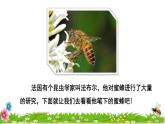 14 蜜蜂初读感知课件
