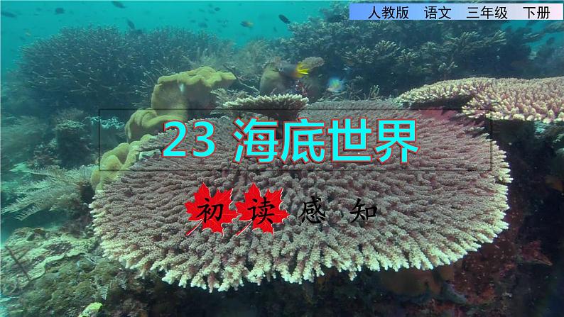 23 海底世界 初读感知课件第1页