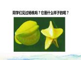 13  画杨桃初读感知课件