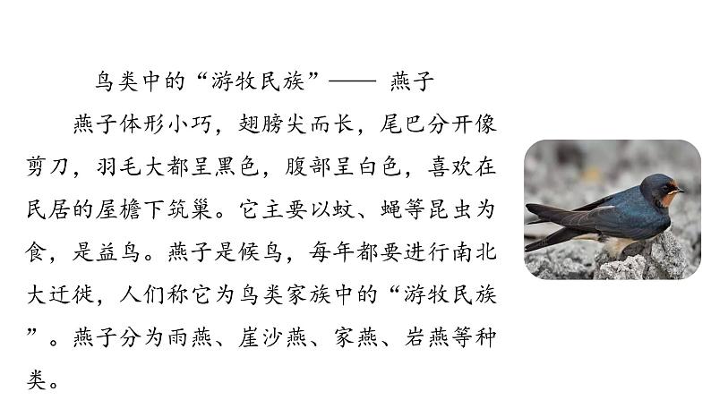 统编语文三（下）第1单元 2.《燕子》课件PPT04