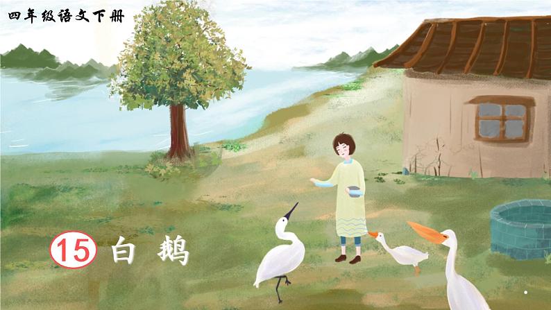 2022年部编版4年级下册课件+教案15 白鹅05