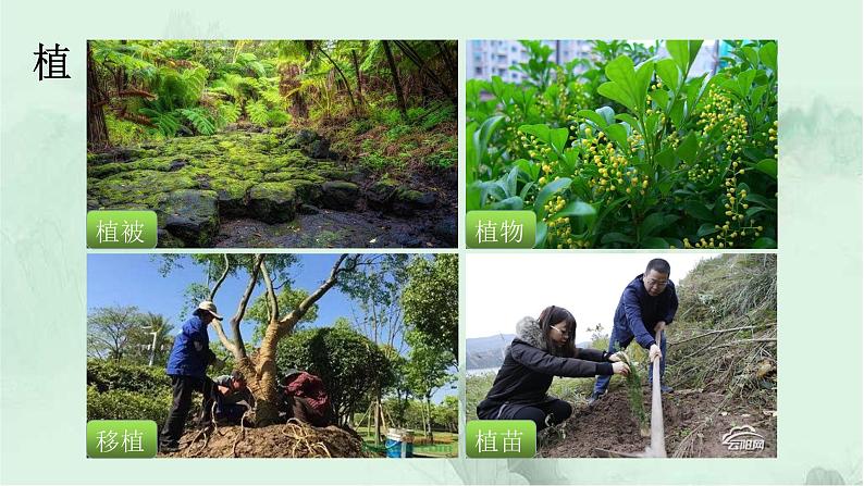 课文3 植物妈妈有办法 精品PPT 趣味识字课件第5页