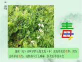 课文15 大禹治水 精品PPT 趣味识字课件