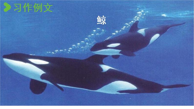 部编版小学语文习作例文与习作第1课时课件PPT02