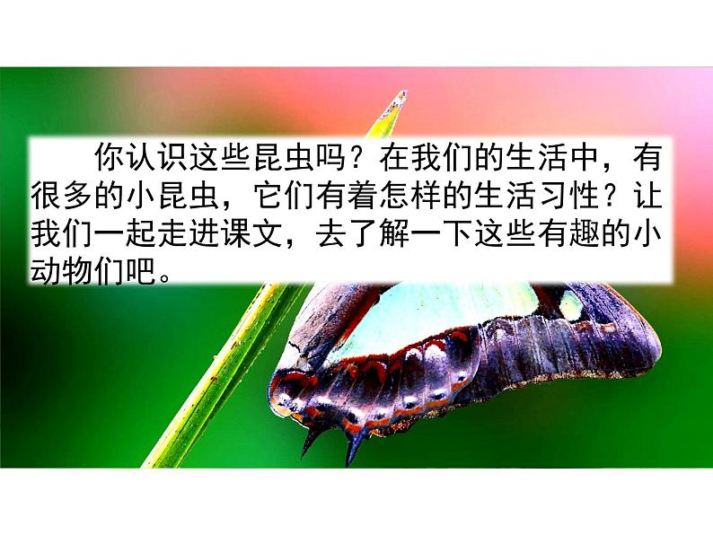 4《昆虫备忘录》优秀课件01