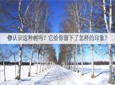 人教部编版四年级语文下册《第11课 白桦》教学课件PPT小学优秀公开课