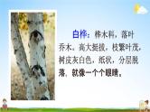 人教部编版四年级语文下册《第11课 白桦》教学课件PPT小学优秀公开课