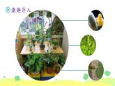 习作《我的植物朋友》（课件）-2021-2022学年语文三年级下册