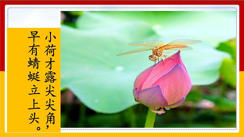 3 .荷花 课件第2页
