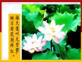 3. 荷花 课件+教案+练习