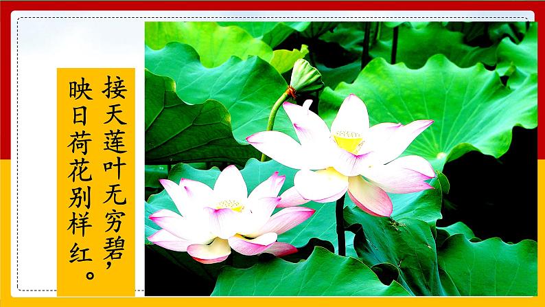 3 .荷花 课件第3页