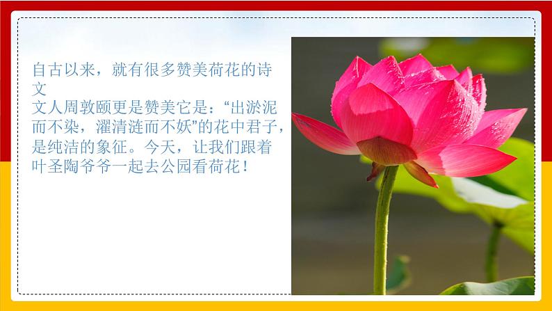 3 .荷花 课件第4页